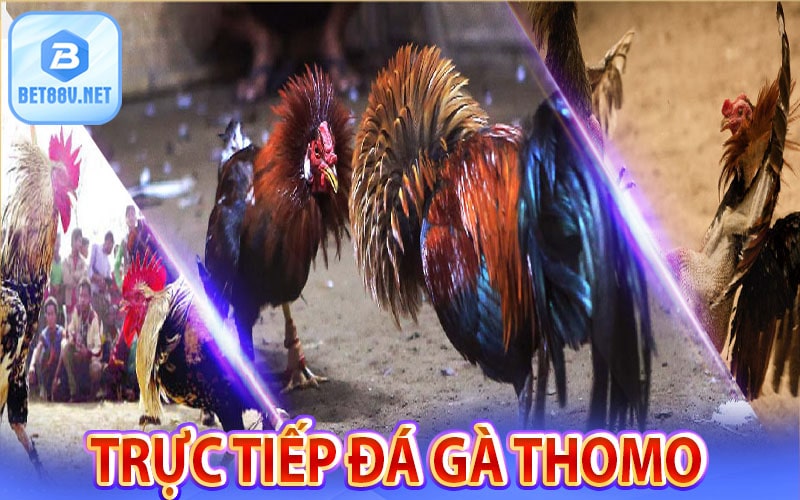 Đá gà thomo